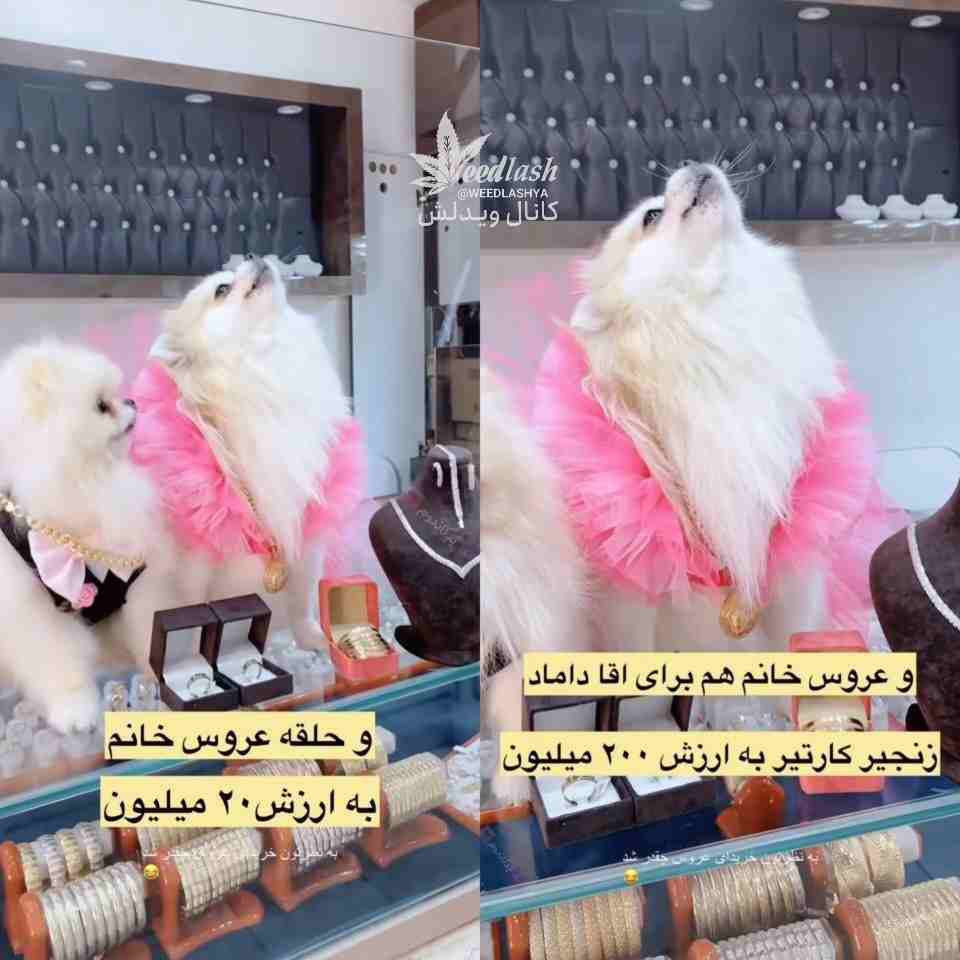 سگ2
