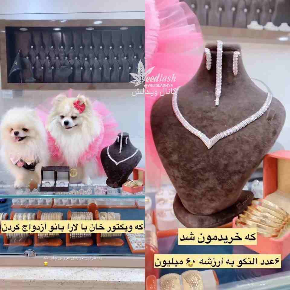 سگ 4