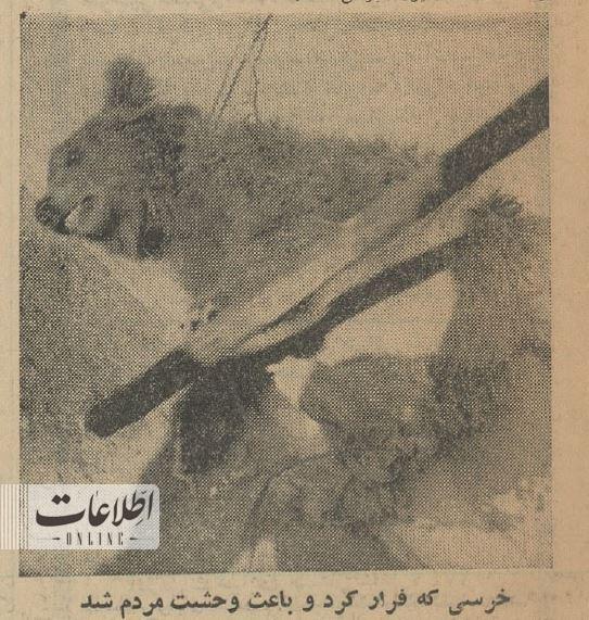 خرس