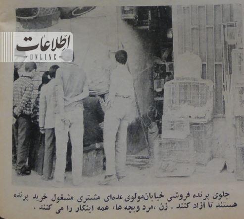 مرغی 3