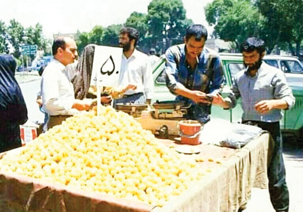 زردآلو