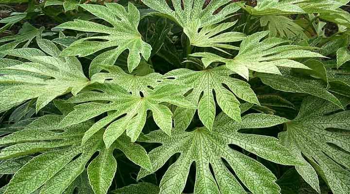 آرالیای ژاپنی از انواع گلهای خانگی مقاوم است