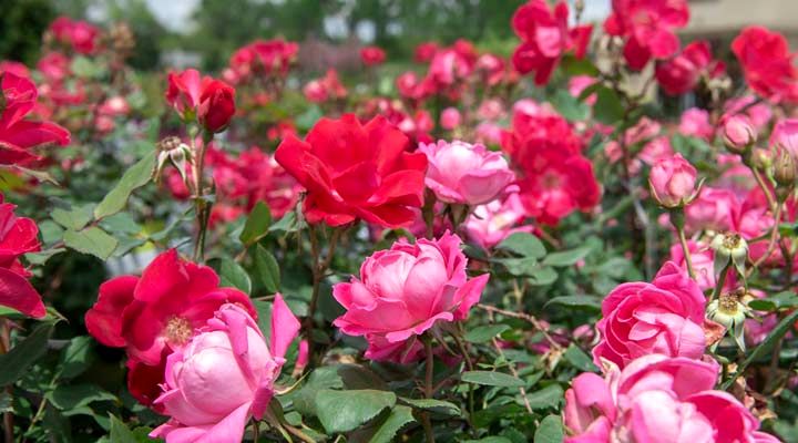 رز ناک آوت از عنوان گل رز و مناسب فضای باغچه است