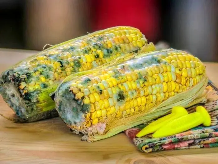 اگر غذای کپک زده بخوریم چه می‌شود؟