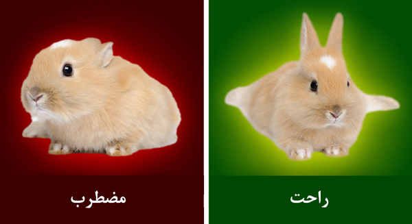 حیوان خانگی