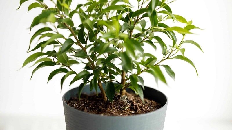 گیاه تصفیه کننده هوا