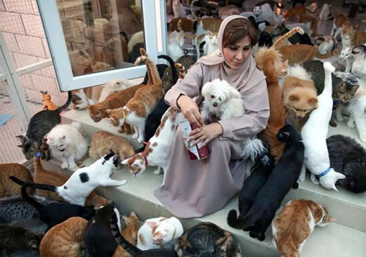 گربه نگهداری کنید تا یک بیماری روانی بگیرید