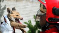 اتفاق عجیب برای روباه نگون‌بخت در خانه‌ای در جنوب تهران