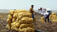 اقدام جدید دولت برای کاهش قیمت سیب‌زمینی