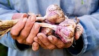 خاصیت شگفت‌انگیز سیر برای سلامتی