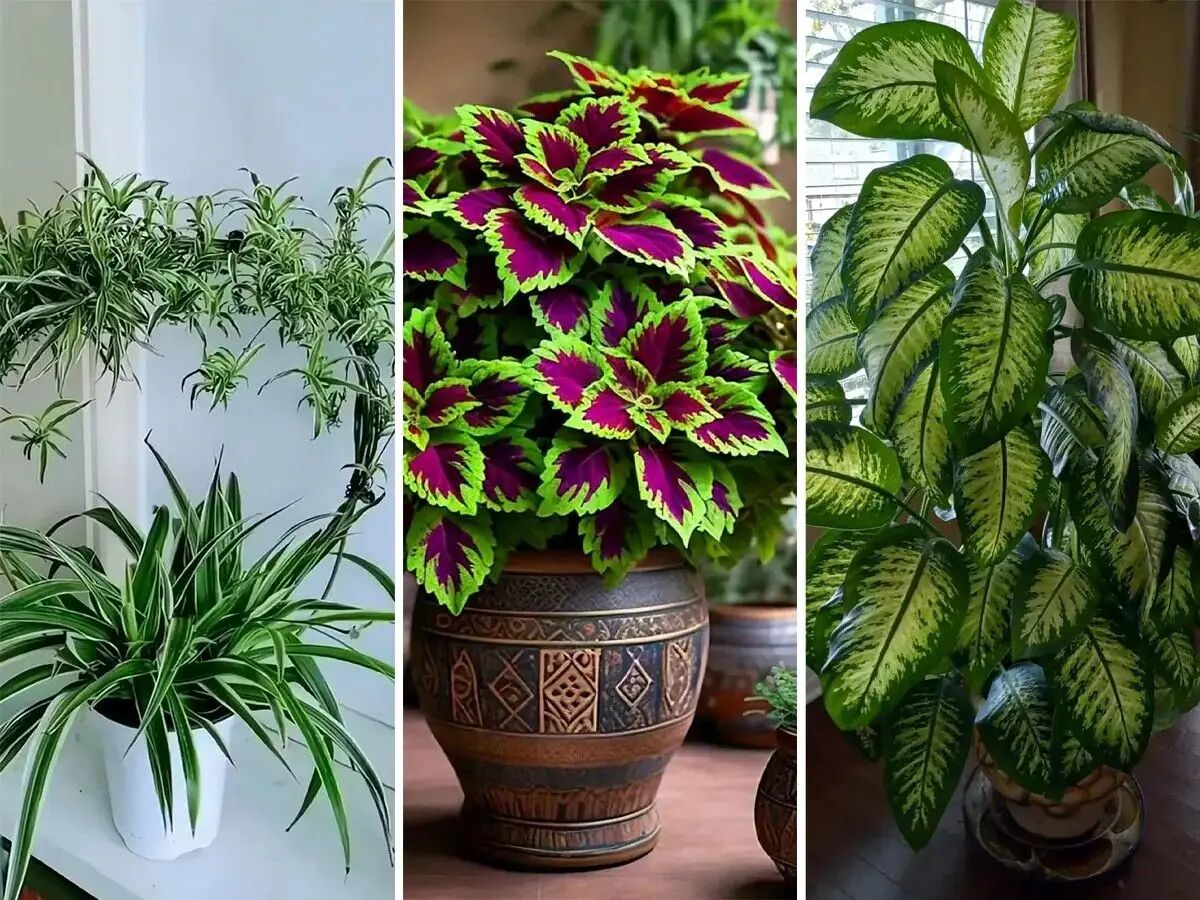 گیاهان آپارتمانی متفاوت; راهکارهایی برای نگهداری گل‌های آپارتمانی مقاوم+ عکس