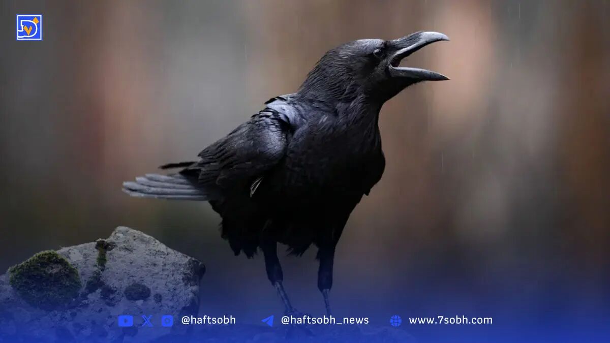 کلاغ‌های هندسه‌دان | نکات جالب و خواندنی درباره کلاغ‌ها که نمی‌دانید