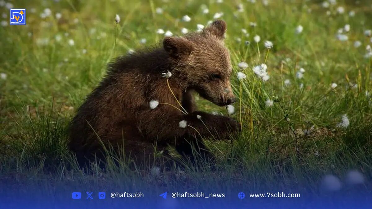 معمای توله ‌خرس گمشده در پردیسان | خطرناک نیست‌ اما بی‌خطر هم نه
