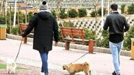 سگ‌گردانی در سطح شهر ممنوع شد