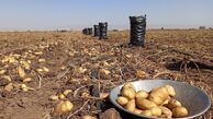 سیب زمینی، اصلی‌ترین غذای مردم ۵۰ درصد ارزان شد