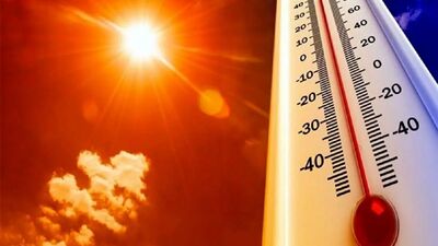 چرا زنبورها تابستان امسال ناپدید شدند؟