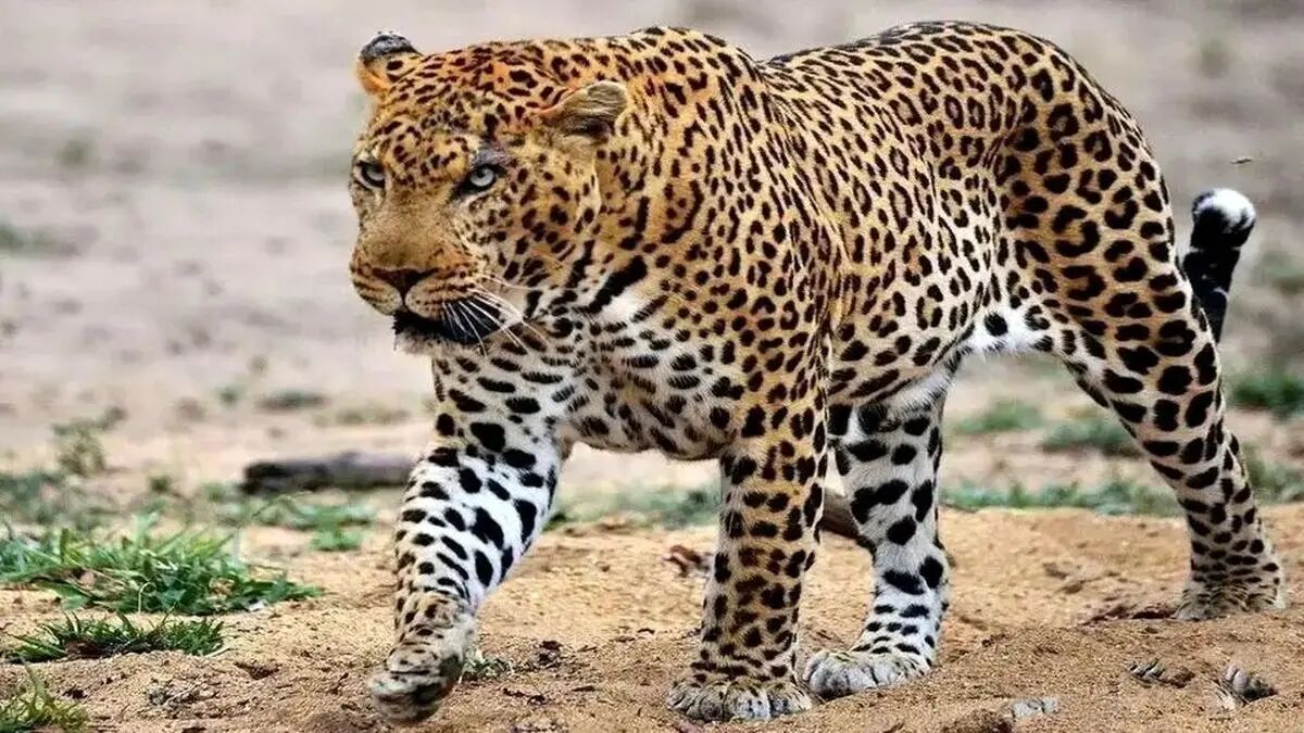 پلنگ ایرانی در تنگه واشی مشاهده شد