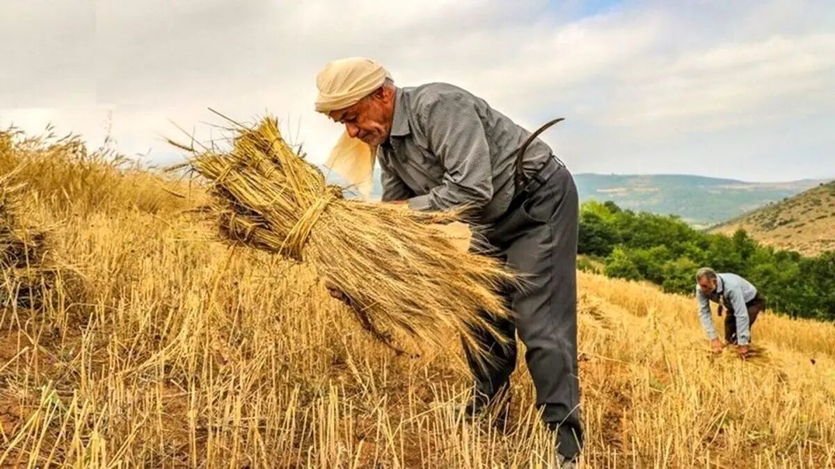 دولت گندمِ گندمکاران را به بازار آزاد فرستاد!
