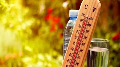 چرا زنبورها تابستان امسال ناپدید شدند؟