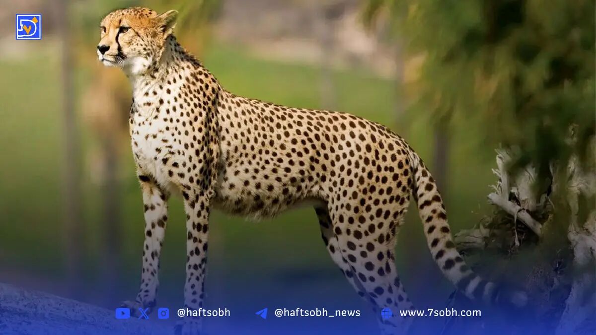 یوزپلنگ ایرانی