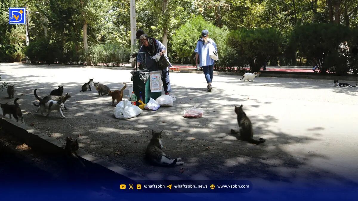 مهمانی موش‌ها و گربه‌ها در شهر