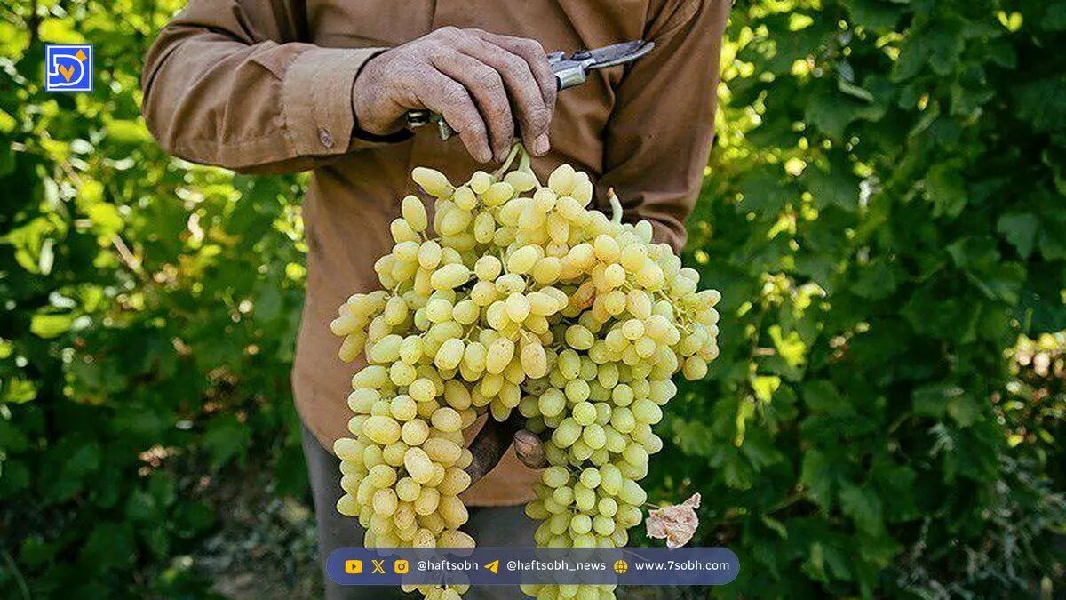 انگور و مواد مغذی آن