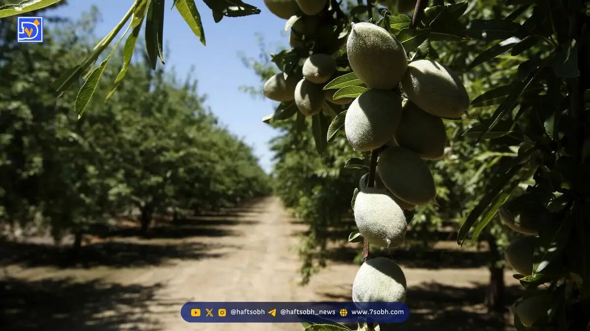 سرمایه‌گذاری ۱۰۰ میلیون دلاری در باغ‌های بادام گرجستان با توکنیزه‌سازی روی بلاک‌چین