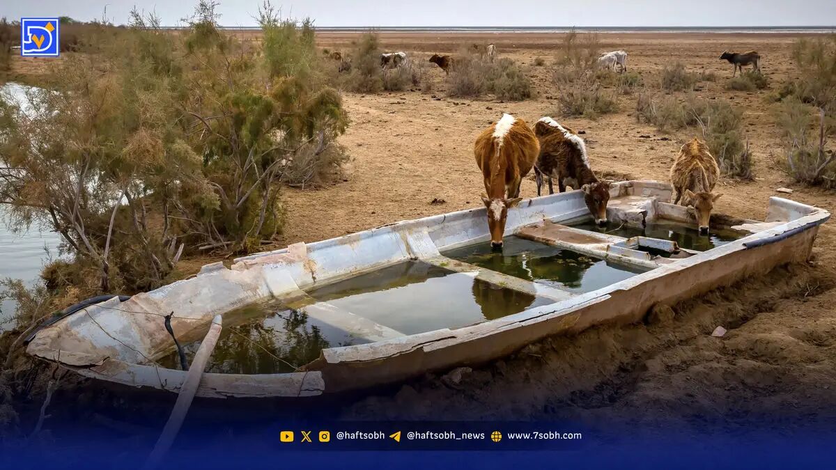 سرزمین بی‌تالاب، پرندگان بی‌پناه