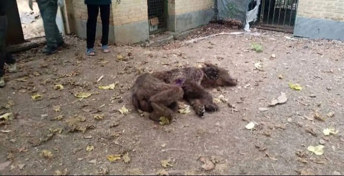 تلف شدن ۲ قلاده خرس قهوه‌ای بر اثر اصابت گلوله در آمل