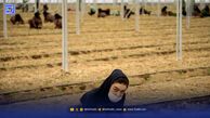 تفاوت مصرف آب در گلخانه‌های مدرن و معمولی