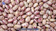 لوبیا چیتی