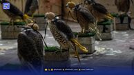 تجارت سیاه بازها و شاهین‌ها