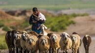 سفر در زمان | تصویری نوستالژی از یک چوپان و پسرانش در ارتفاعات لاچینِ قره‌باغ، سال ۱۹۸۰