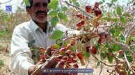 کم‌آبی و نبود نیروی کار چالش پسته‌کاران دامغانی