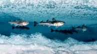 چطور برخی ماهی‌ها در دمای زیر صفر قطب جنوب یخ نمی‌زنند؟