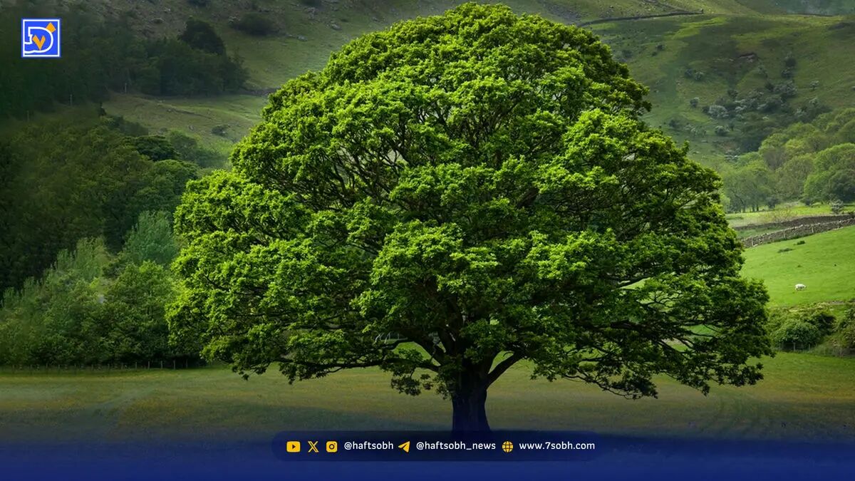 گستره میراث طبیعی ایران وسیع‌تر شد | شمار درختان کهنسال به 2141 اصله رسید