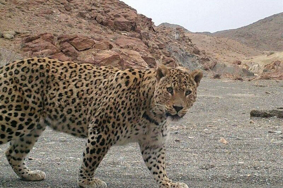 پلنگ ایرانی در پارک ملی لار دیده شد + عکس