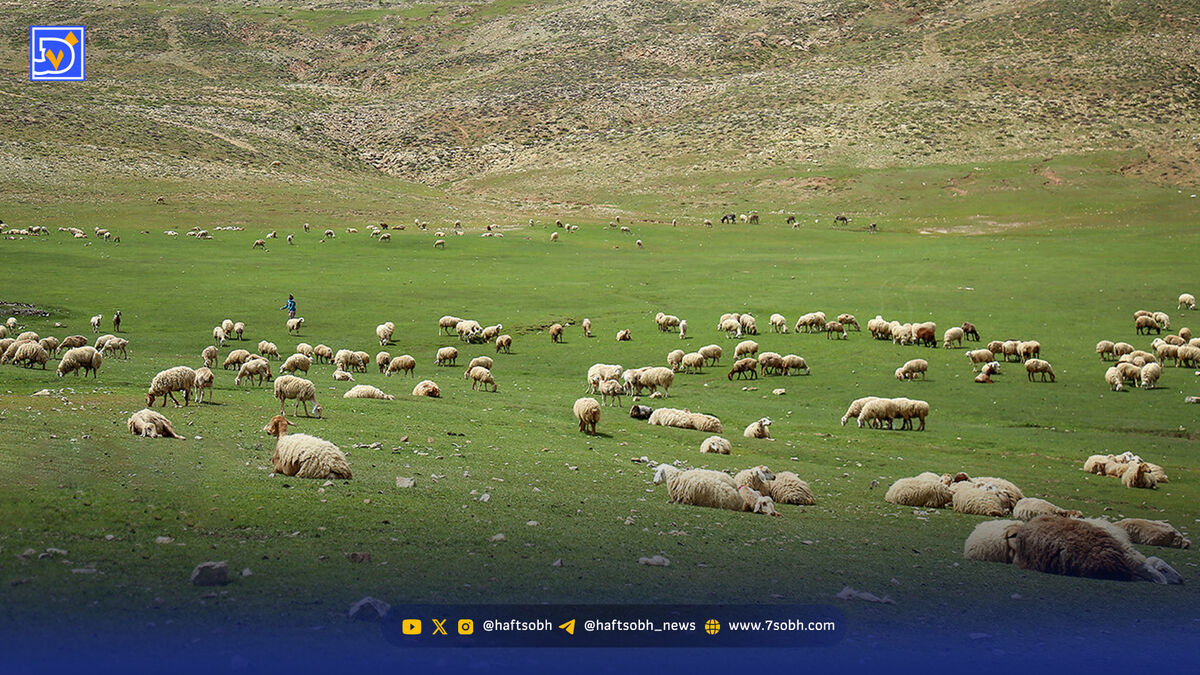 سرمایه‌گذاری ۲۰۱ تومانی برای هر هکتار