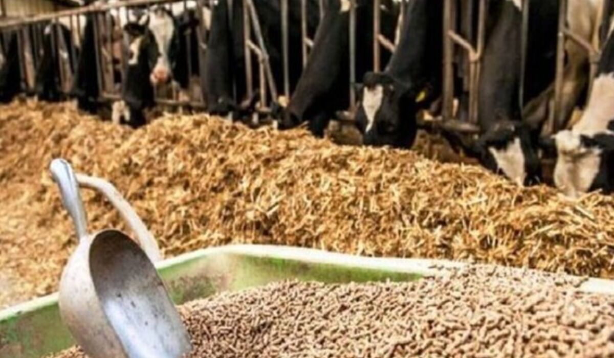 آخرین وضعیت بازار نهاده پس از نرخ گذاری جدید/ پیش‌بیی کاهش قیمت تخم‌مرغ