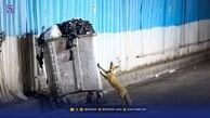 هشدار / شیوع ‌انگل‌ خطرناک لیشمانیوز