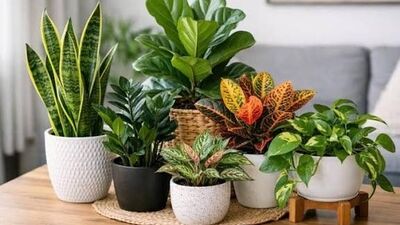 آب دادن یادتان می‌رود؟ این ۱۰ گیاه آپارتمانی را انتخاب کنید
