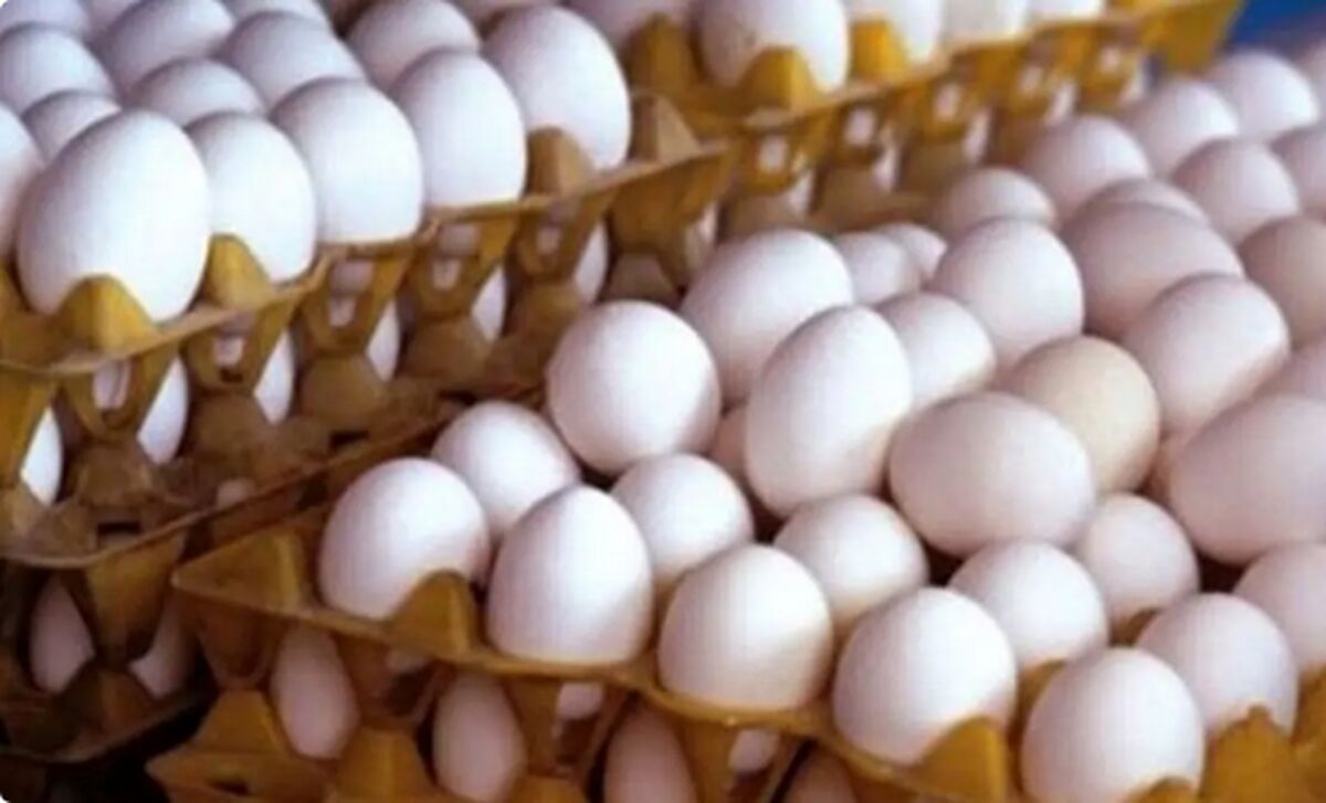 قیمت جدید هر شانه تخم‌مرغ اعلام شد؛ گرانتر نخرید
