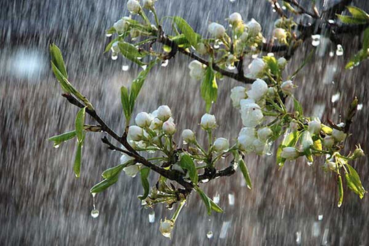 پیش بینی آب و هوای امروز جمعه 8 اسفند 1404 / باران مهمان این استان ها می شود
