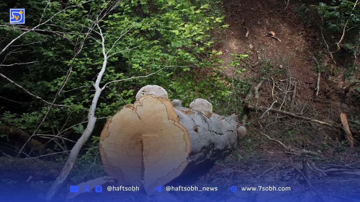 تقویت حفاظت از جنگل‌ها با برداشت درختان شکسته و افتاده