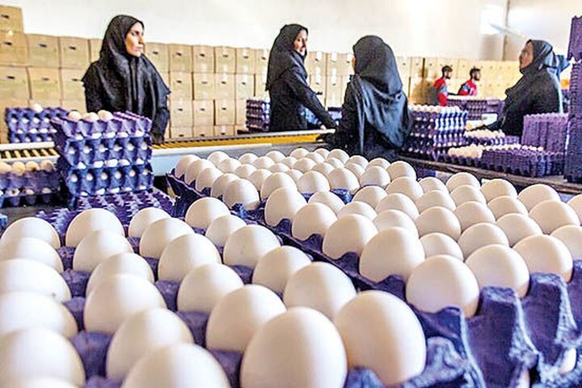 آخرین قیمت مرغ و تخم‌مرغ/ هر کیلو چند؟!