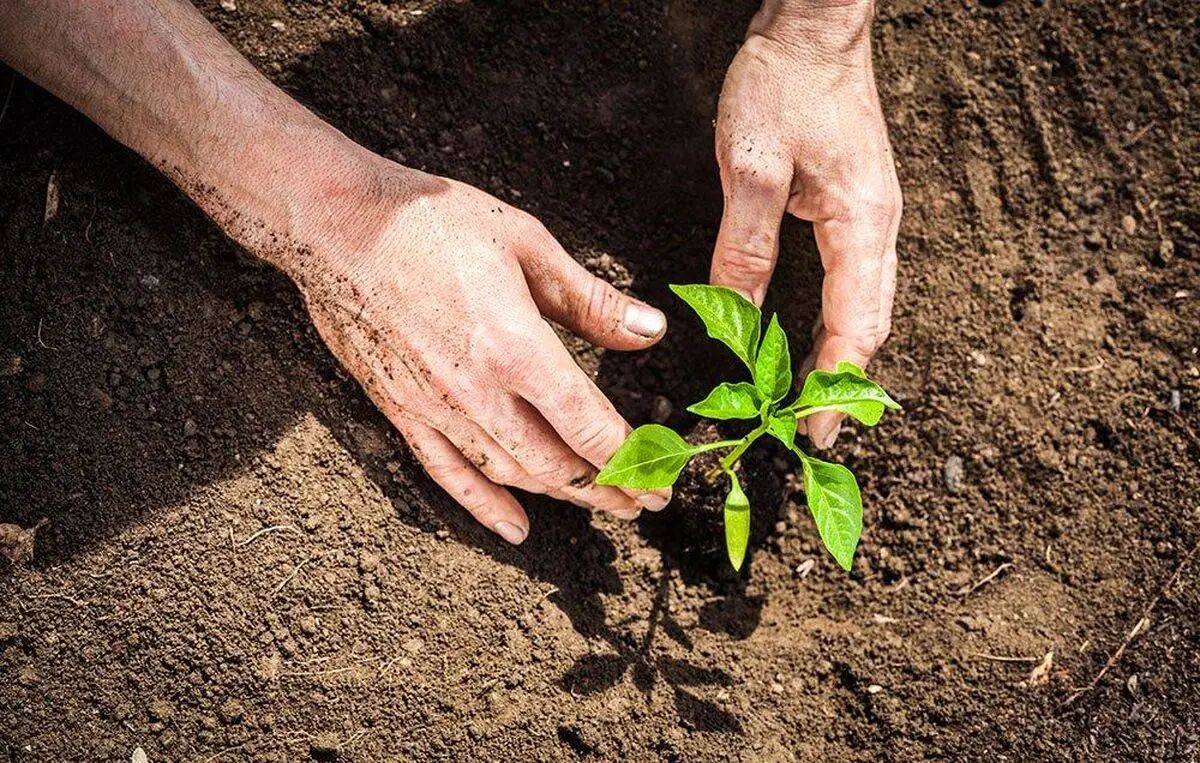 برگزاری مراسم کاشت نهال به یاد شهدای مدرسه میناب در تهران