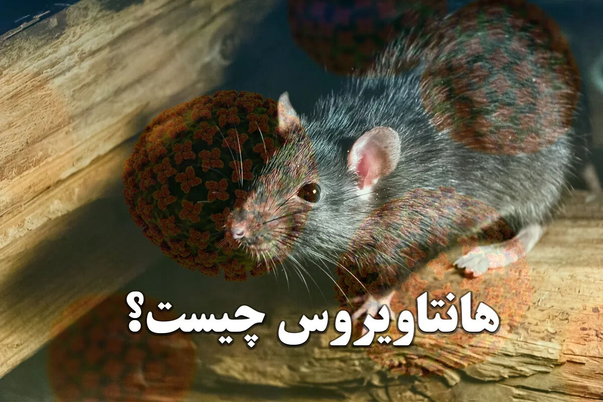 هانتاویروس چیست و چگونه منتقل می‌شود؟ / علائم اولیه ویروس مرگبار