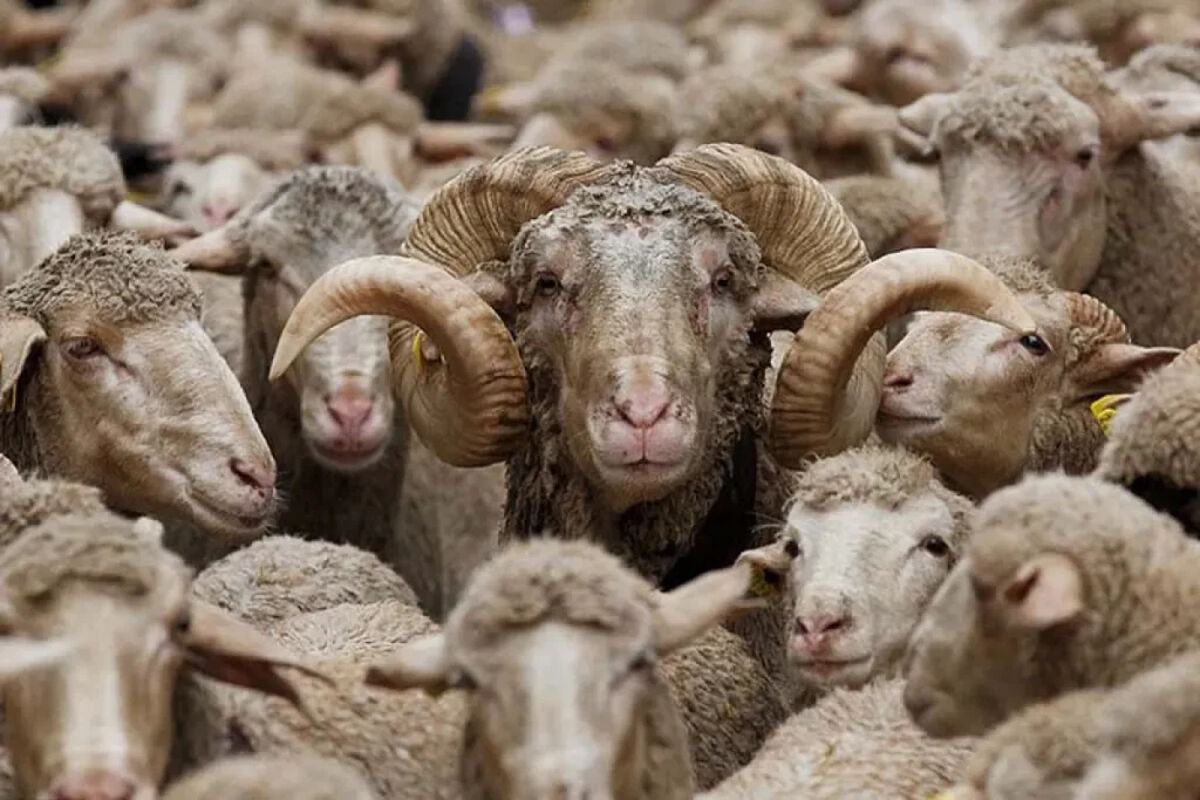 قیمت دام زنده برای عید قربان