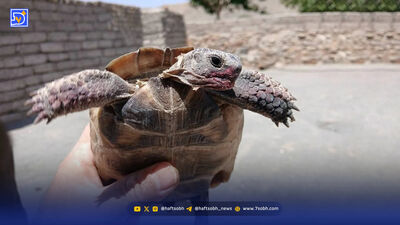 پایان خوش ۲۷ لاک‌پشت شمالی