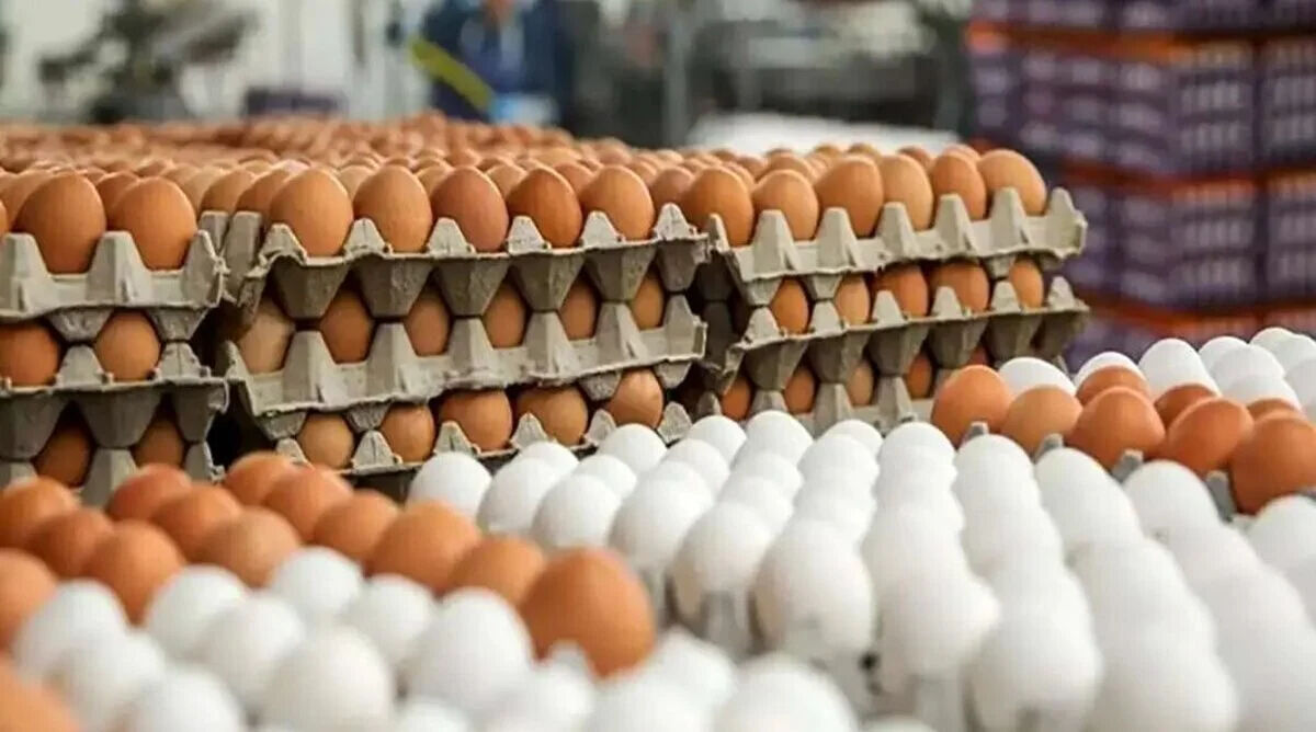 قیمت جدید تخم‌ مرغ امروز / هر شانه چند؟